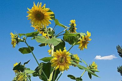 传闻：索尼串流掌机Project Q续航仅3-4小时